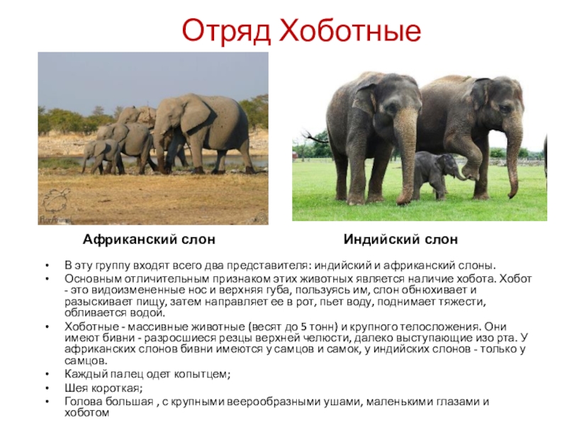 Как отличить африканского слона. Отряд хоботные представители слон. Африканские слоны хоботные. Хоботные характеристика африканского слон. Африканский слон и индийский слон.