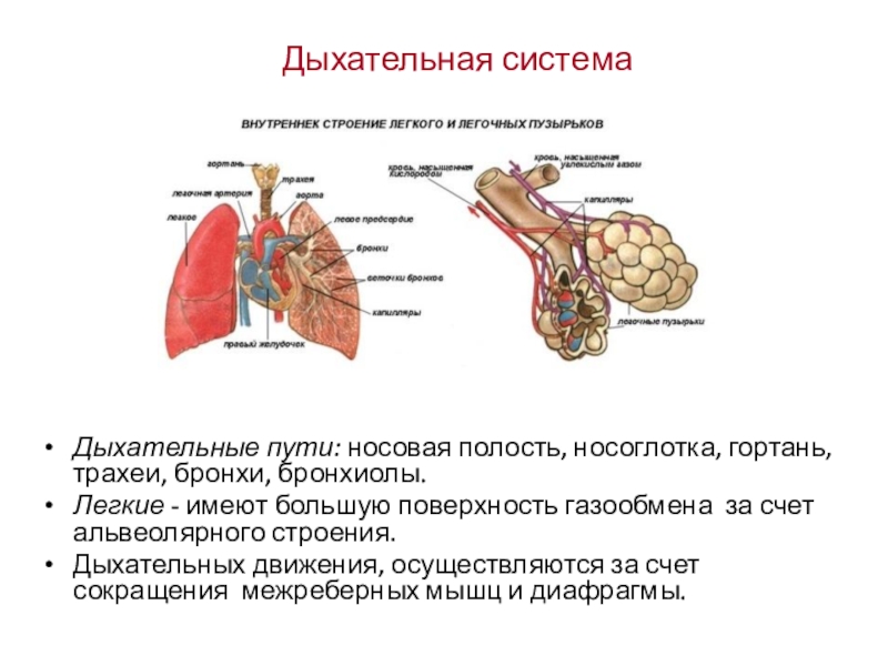 Легкие млекопитающих рисунок