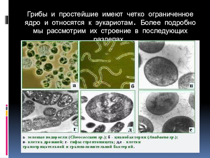 Патогенные грибы микробиология презентация