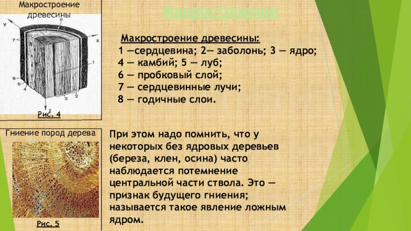 Сердцевина лучи. Ядро заболонь сердцевинные лучи. Макростроение древесины. Пробковый камбий. Ядро древесины это.