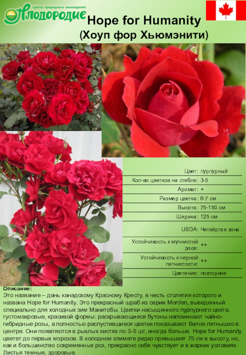 Розы флорибунда описание и фото сорта зимостойкие