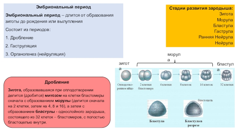 Эмбриональный срок. Эмбриональный период длится. Эмбриональный период развития дробление. Сроки образования зиготы. Длительность эмбрионального периода.