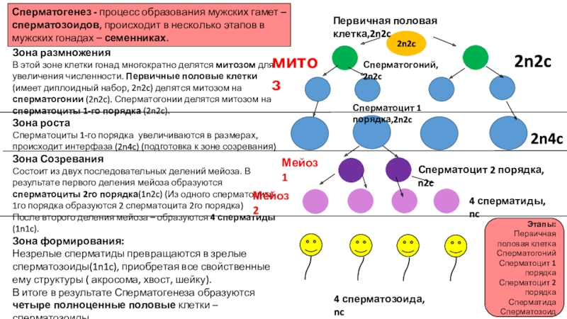 Сперматоциты первого порядка