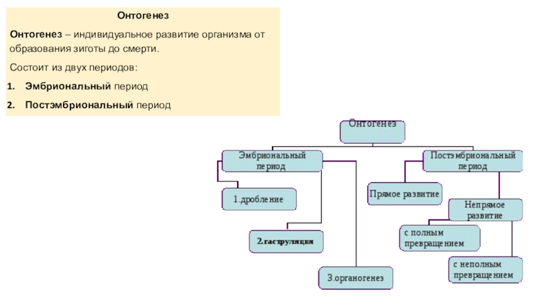 Онтогенез 3 периода