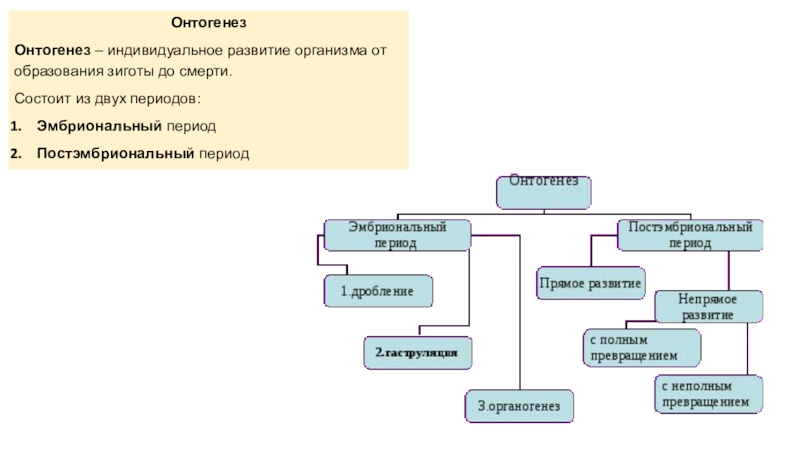 Особенность развития онтогенеза