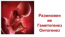 Размножение
Гаметогенез
Онтогенез