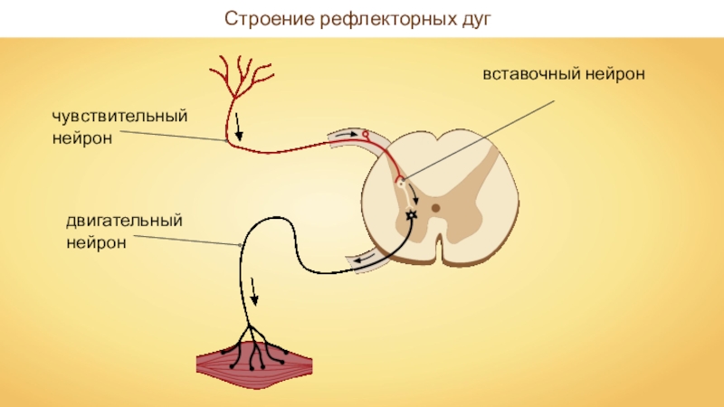 Соматическая рефлекторная дуга схема