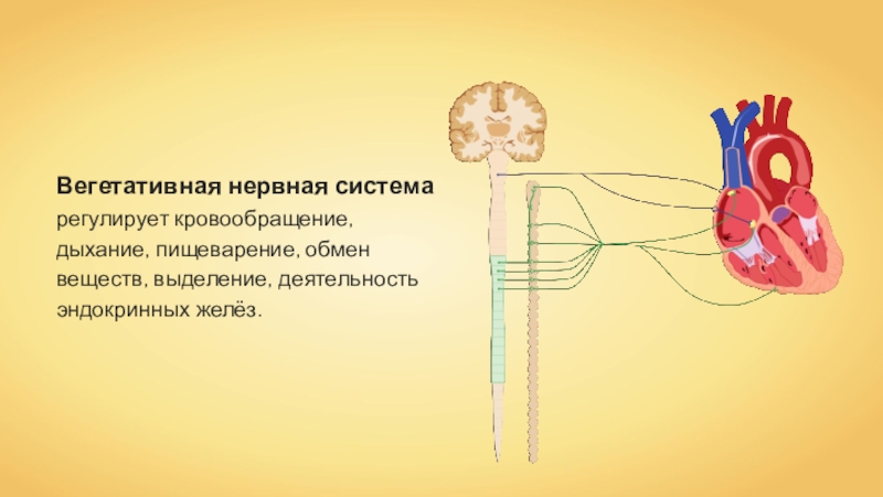 Презентация Вегетативная нервная система регулирует кровообращение, дыхание, пищеварение,