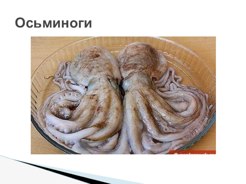 Презентация нерыбные продукты моря и технология приготовления блюд из них 6 класс