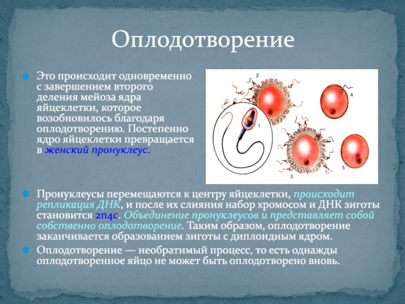 Оплодотворение сколько. Оплодотворение. Оплодотворение происходи. Оплодотворение яйцеклетки происходит. Оплодотворение в норме происходит в.