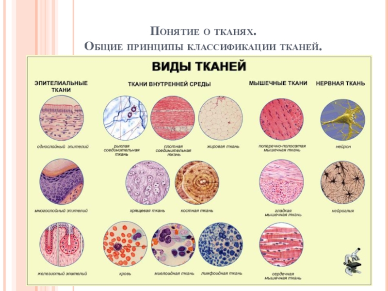 Понятие о тканях. Общие принципы классификации тканей
