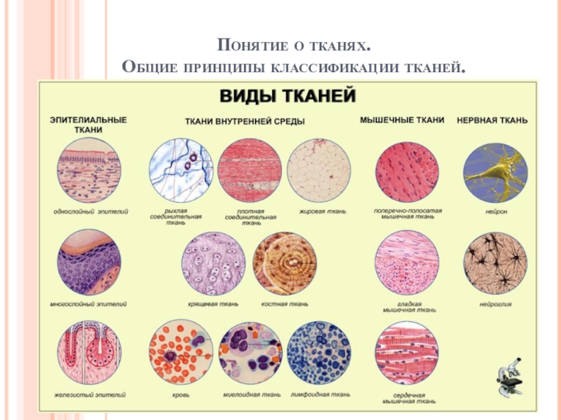 Презентация Понятие о тканях. Общие принципы классификации тканей