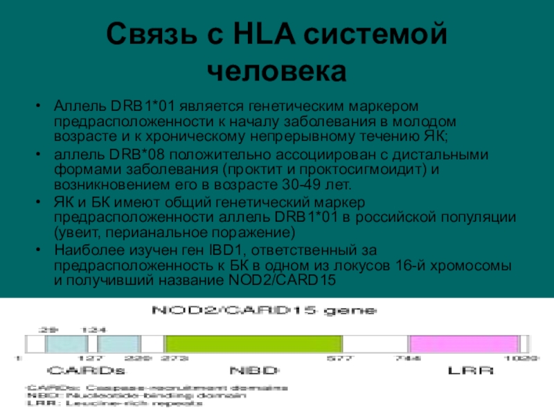 Генотип hla. Аллели системы HLA. HLA drb1 аутоиммунные заболевания. Ген гистосовместимости человека 2 класса drb1 расшифровка. Гены системы HLA.