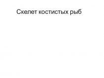 Скелет костистых рыб