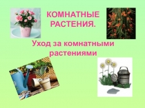 КОМНАТНЫЕ РАСТЕНИЯ.
Уход за комнатными растениями