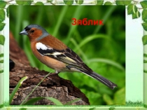 Зяблик
-