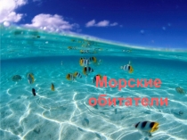Морские обитатели