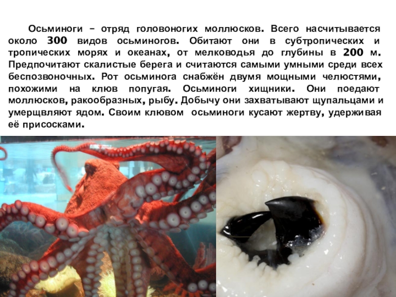 Осьминоги – отряд головоногих моллюсков. Всего насчитывается около 300 видов осьминогов. Обитают они в субтропических и тропических