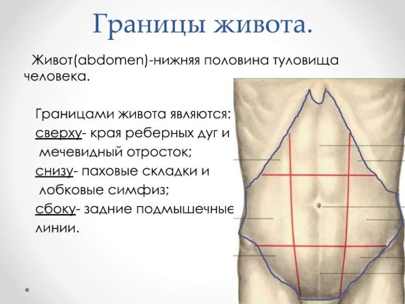 Паховые складки где находятся схема у женщин