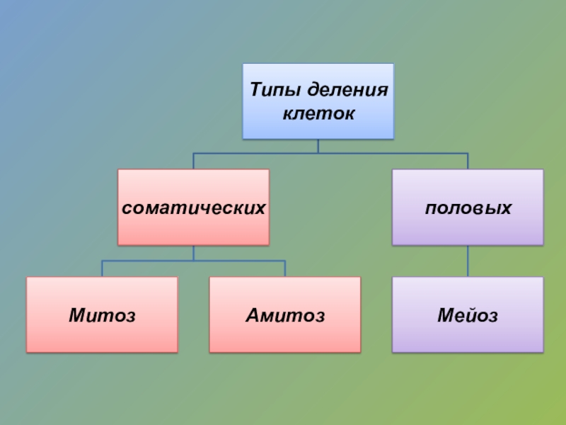 Типы деления соматических клеток