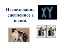 Наследование, сцепленное с полом.
1 1