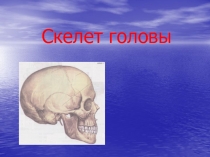 Скелет головы
