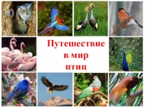 Путешествие в мир птиц