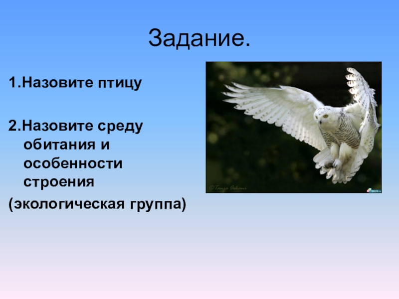 Как можно назвать среду. Экологические группы птиц. Экологические группы птиц задания. Экологические группы птиц доклад. Символ веры кольцо и птица как звать птицу.