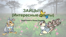 ЗАЙЦЫ!!! (Интересные факты)