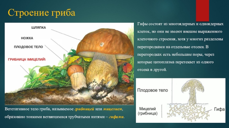 Вегетативный мицелий грибов