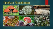 Грибы и Лишайники