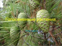 Голосеменные растения