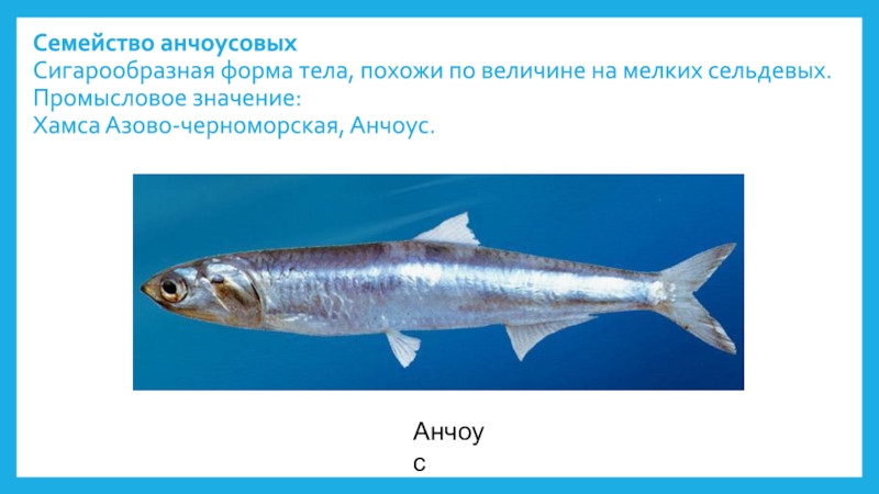 Мелкая рыба семейства. Семейство анчоусовых. Идентификационные признаки семейства анчоусовых. Семейство анчоусовых рыб. Анчоусовые промысловые рыбы.