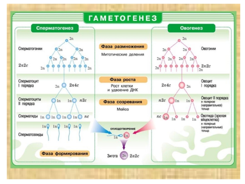 Описание сперматогенеза. Этапы сперматогенеза и овогенеза. Схема сперматогенеза и овогенеза. Сперматоцит 1 порядка. Стадии сперматогенеза и овогенеза.