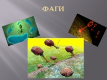 Фаги