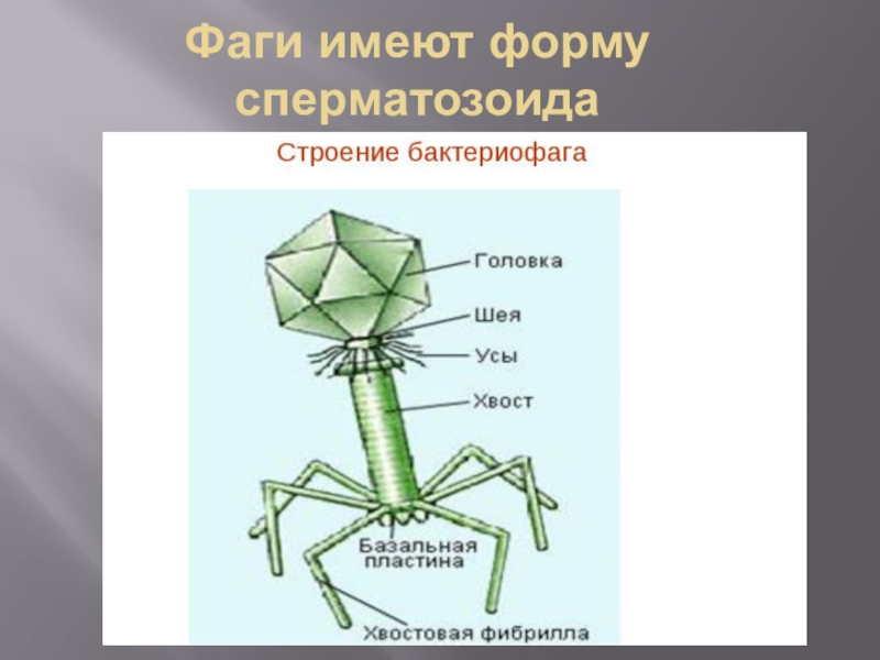 Форма жизни бактериофага. Схема строения вируса и бактериофага. Строение бактериофага. Вирус бактериофаг. Наследственный аппарат вируса формы жизни бактериофаги
