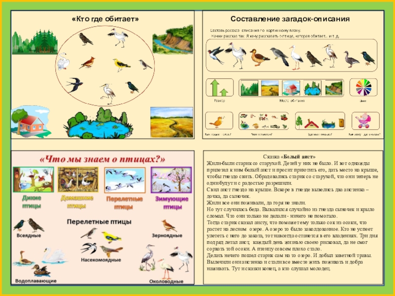Схема описания птиц