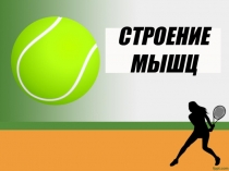 СТРОЕНИЕ МЫШЦ