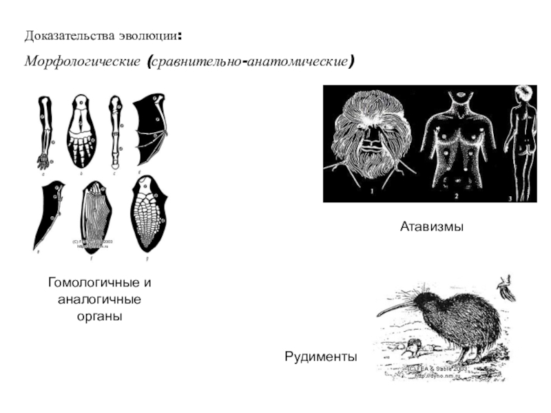 Морфологические доказательства. Сравнительно-анатомические доказательства эволюции таблица. Сравнительно-анатомические доказательства эволюции атавизмы. Атавизмы рудименты гомологичные органы. Аналогичные и гомологичные органы доказательства эволюции.