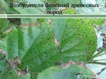 Возбудители болезней древесных пород