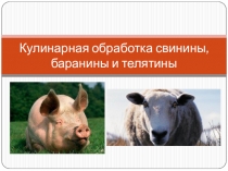 Кулинарная обработка свинины, баранины и телятины