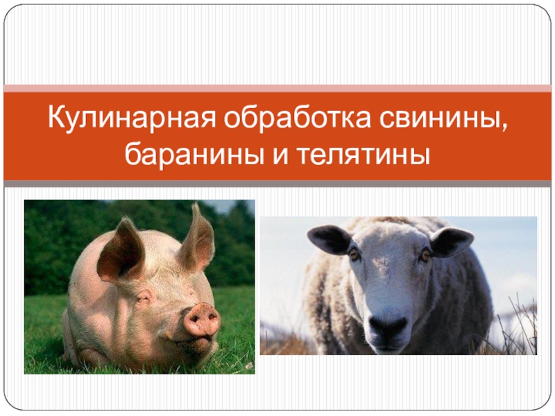 Презентация Кулинарная обработка свинины, баранины и телятины