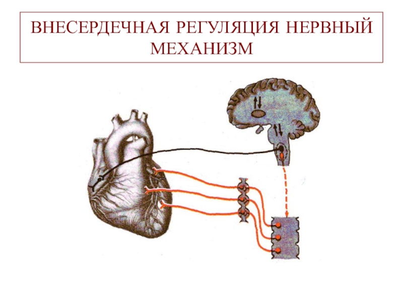 Парасимпатическая иннервация сердца. Механизм регуляции нервной системы. Экстракардиальная нервная регуляция сердца. Внесердечные механизмы регуляции сердца. Экстракардиальный нервный механизм регуляции.