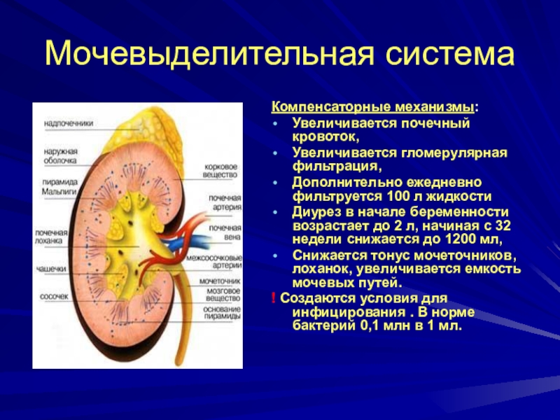 Увеличена почки причины. Мочевыделительная система. Почечный кровоток. Изменение мочевыделительной системы. Гемодинамика почек.