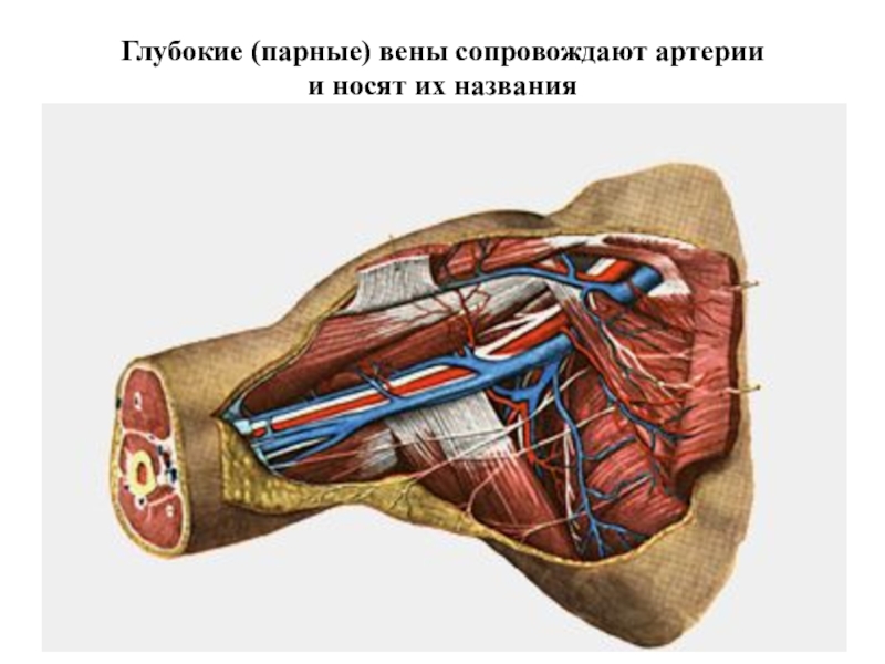 Презентация артерии и вены верхней конечности