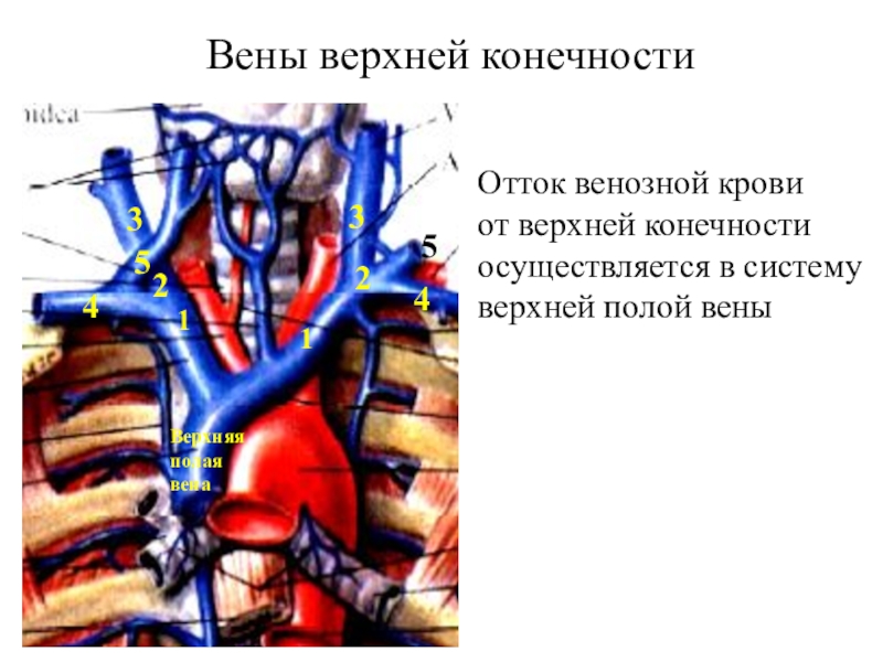 Презентация артерии и вены верхней конечности