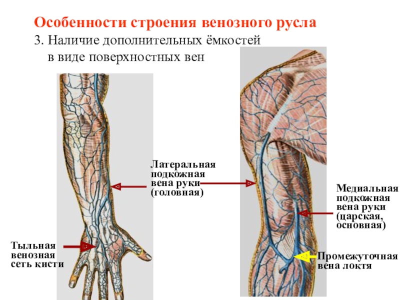 Артерия презентация