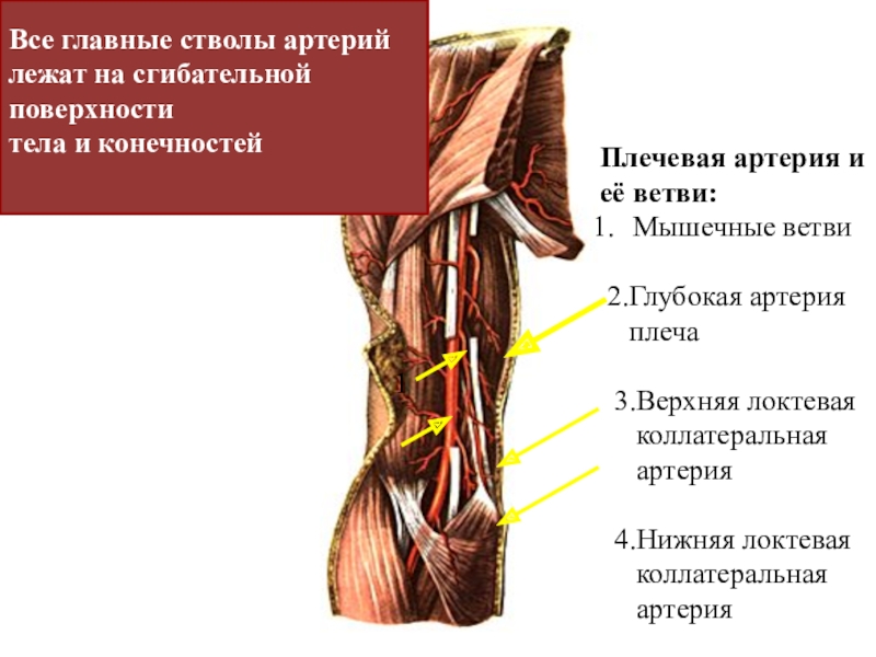 Плечевая артерия где находится фото