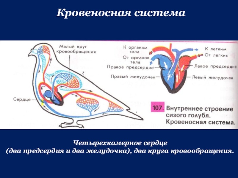 Животное имеет один круг кровообращения. Кровеносная система птиц. Кровеносная система голубя. Строение кровеносной системы птиц. Строение сердца голубя.