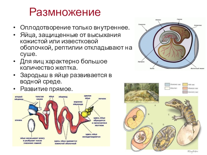 Представители каких классов позвоночных животных крупные яйцеклетки. Строение эмбриона рептилий. Класс рептилии половая система. Оплодотворение пресмыкающихся 7 класс. Рептилии оплодотворение внутреннее или наружное.